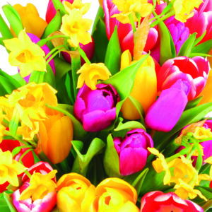 Servíettur Tulipaner 33x33 (12)