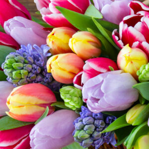 Servíettur Tulips 33x33 (12)