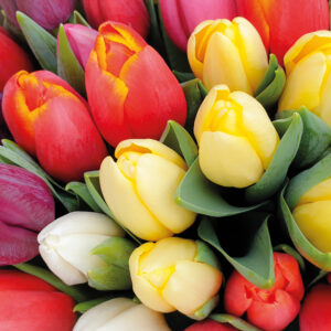 Serv. Colorful Tulips 33x33 (12)